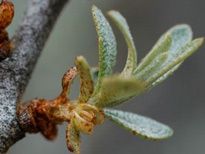 Dégustation de produits à base de coquelicots et d’argousier