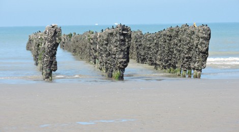 LES MOULES : DU BOUCHOT A L’ASSIETTE