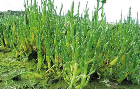 BALADE NATURE « LES PLANTES DES PRÈS SALÉS »