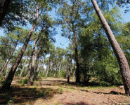 LA FORÊT DU TOUQUET AU CRÉPUSCULE