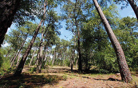 LA FORÊT DU TOUQUET AU CRÉPUSCULE