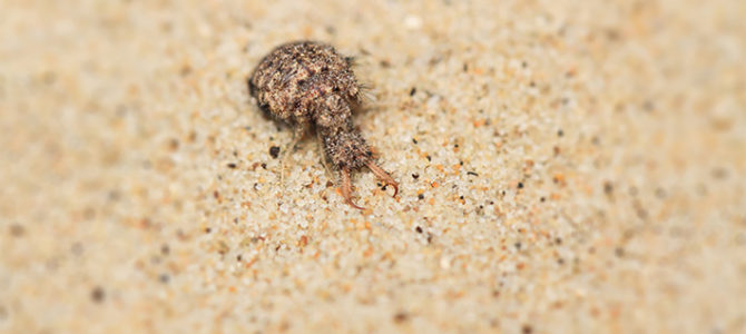 BAIE D’AUTHIE « LES P’TITES BÊTES DES DUNES