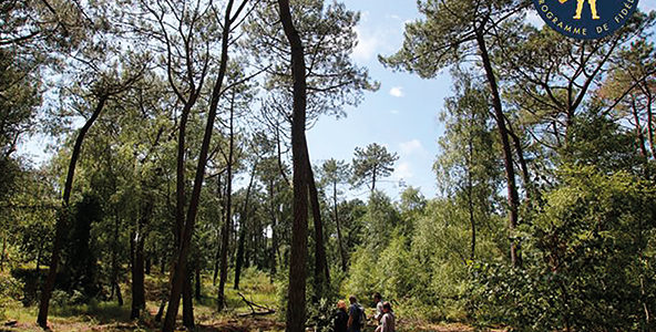 BALADE SENSORIELLE EN FORÊT