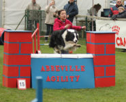 CONCOURS RING & AGILITY