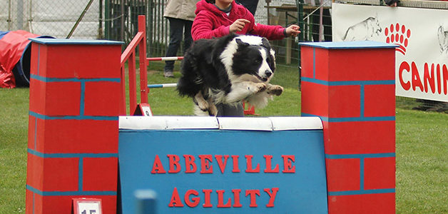 CONCOURS D’ÉDUCATION CANINE