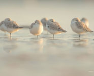 LES OISEAUX DE L’ESTUAIRE