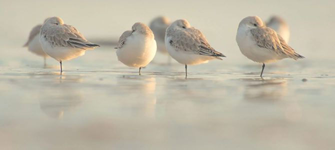 LES OISEAUX DE L’ESTUAIRE