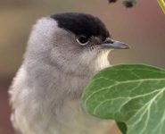 1er RENDEZ-VOUS D’AUTOMNE DU FESTIVAL DE L’OISEAU