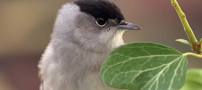 1er RENDEZ-VOUS D’AUTOMNE DU FESTIVAL DE L’OISEAU