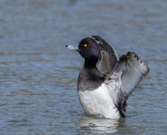 LES OISEAUX MIGRATEURS À LA RÉSERVE