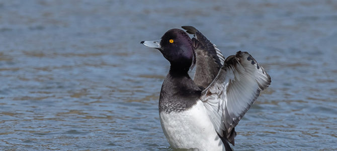 LES OISEAUX MIGRATEURS À LA RÉSERVE