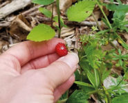 SORTIE NATURE « À LA RECHERCHE DES FRUITS SAUVAGES »