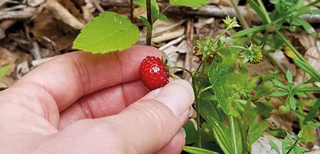 SORTIE NATURE « À LA RECHERCHE DES FRUITS SAUVAGES »