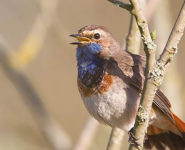 « SIFFLER COMME LES OISEAUX DU JARDIN… ET LES RECONNAÎTRE »