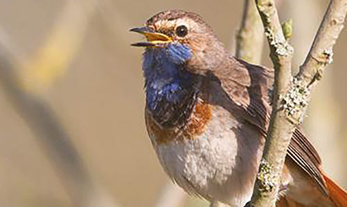 « SIFFLER COMME LES OISEAUX DU JARDIN… ET LES RECONNAÎTRE »